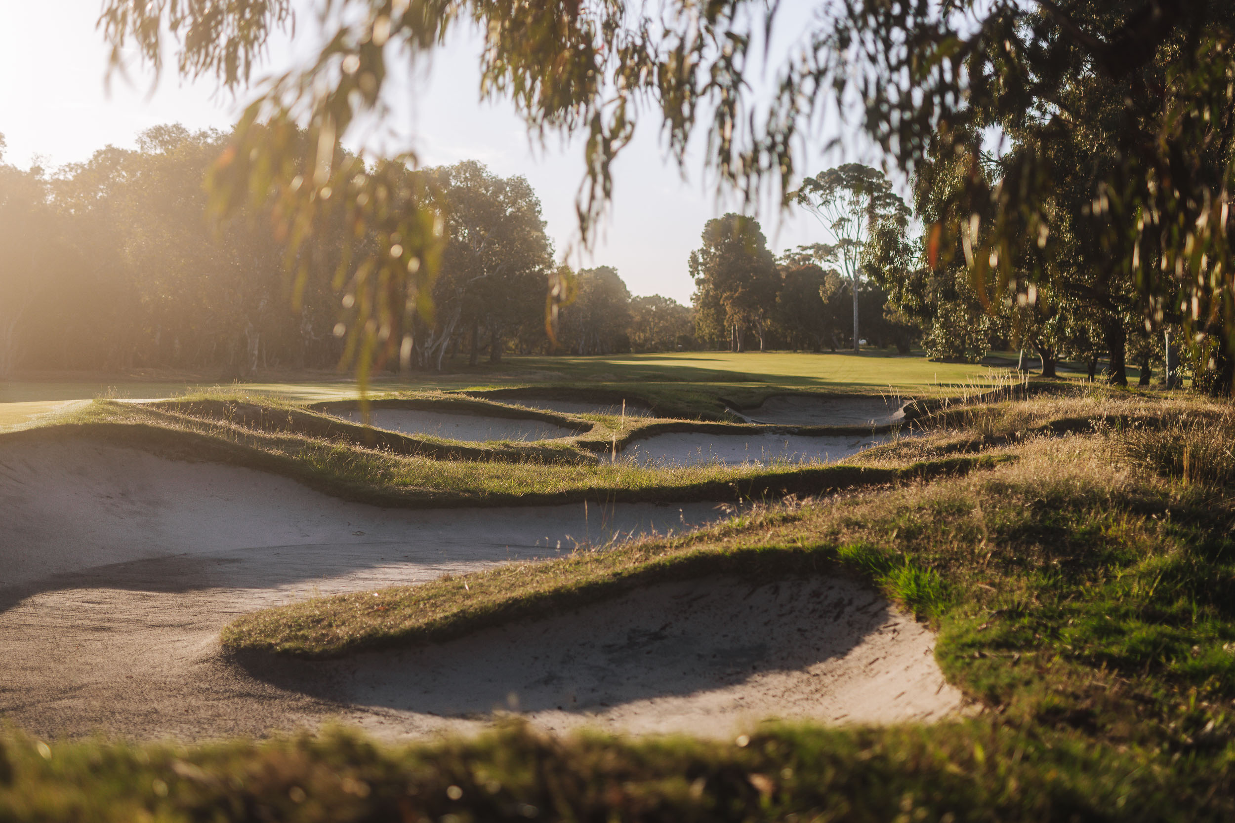 Woodlands bunkers under a willow in the evening