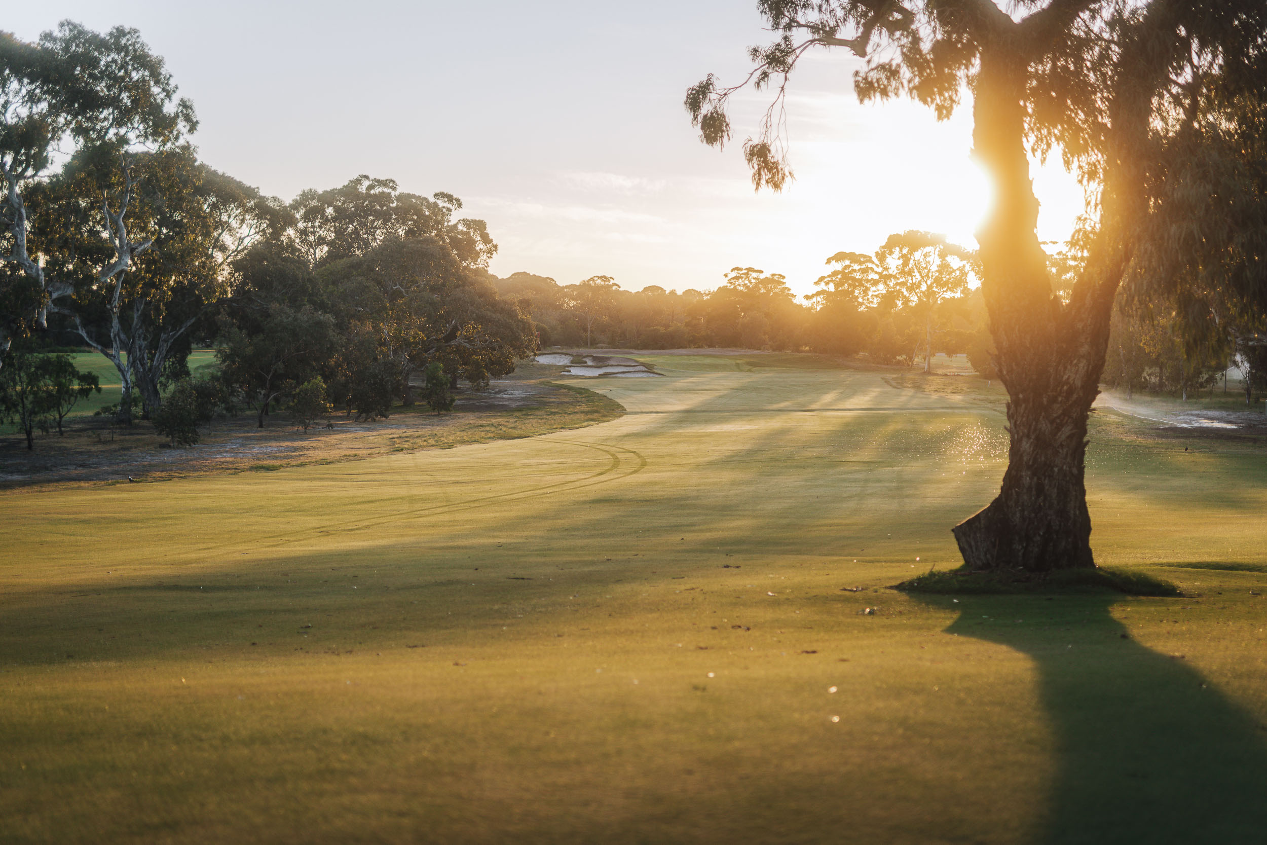 A gum backlit at sunrise on a Woodlands fairway