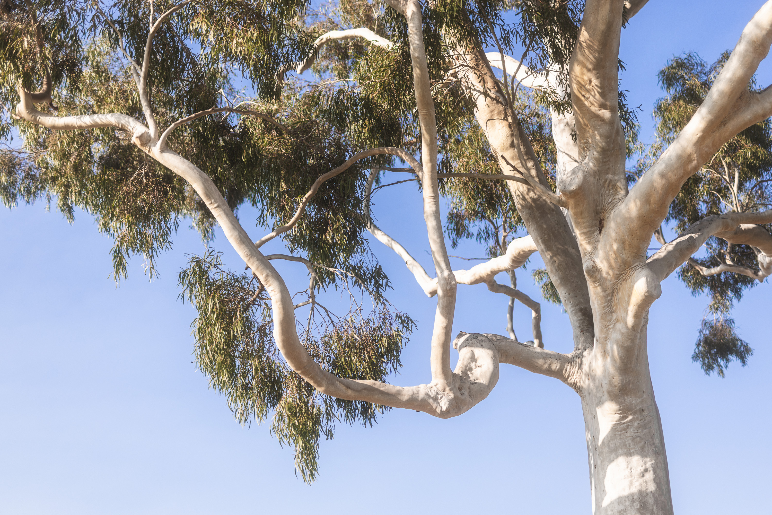 A river red gum against a clear sky at Kingston Heath